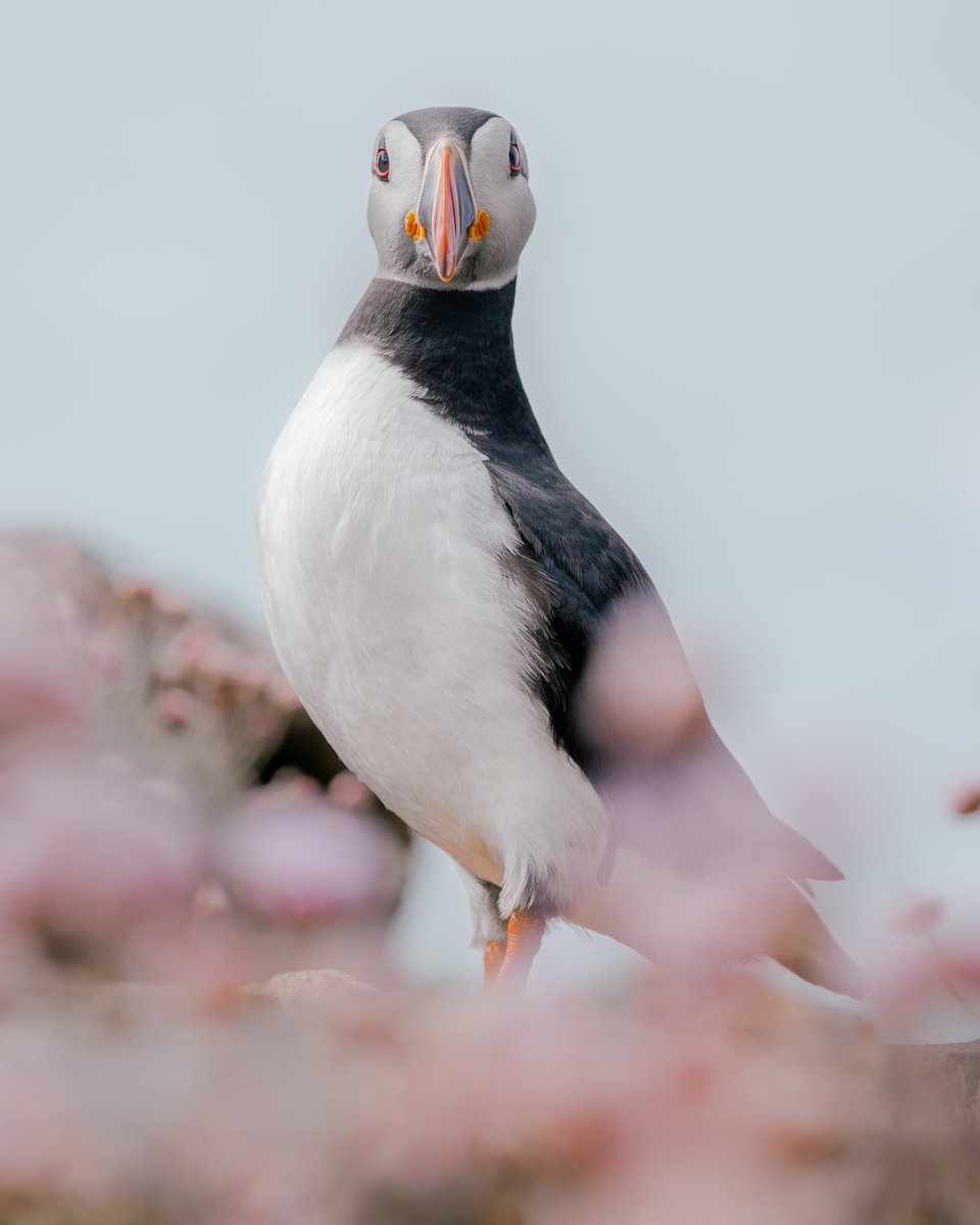 GeorgeBTurner's tweet photo. Gm, gm. Got some puffin therapy today. So lucky to have these beauties on our doorstep, here on the Isle of Mull. 🌸 https://t.co/B9dA6TQegb