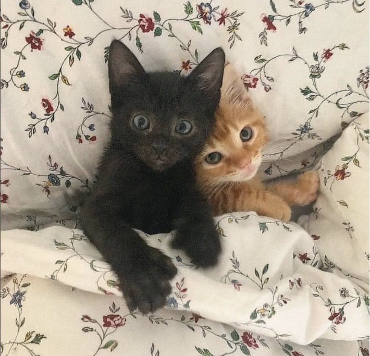 Animalitos para curar la depresión (@animalitostw_) on Twitter photo 