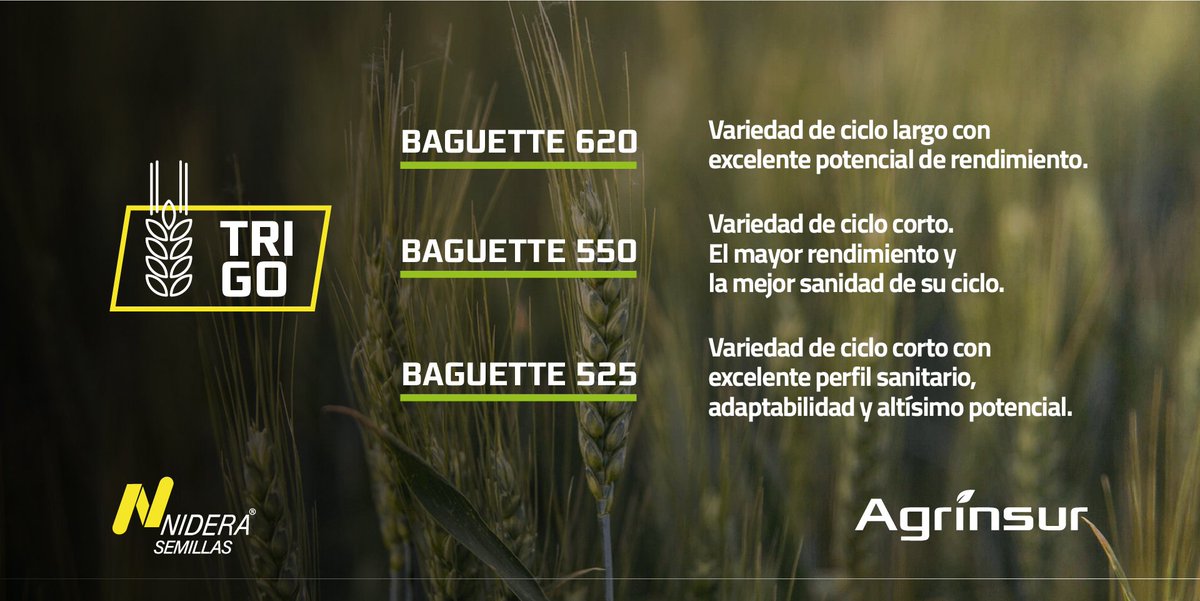 Agrinsur's tweet photo. Momento TRIGO 🌾
▪️Baguette 620
▪️Baguette 550
▪️Baguette 525
@NideraSemillas diseñó una variedad que potencia tu producción. Estás preparado para más ?
Te asesoramos 📲 🙋🏼♂️ 🙋♀️ #Agrinsur
Somos #RedInNidera #CrecemosJuntos #TrigosNidera #ElegíMás https://t.co/6qukqtQ1Bg