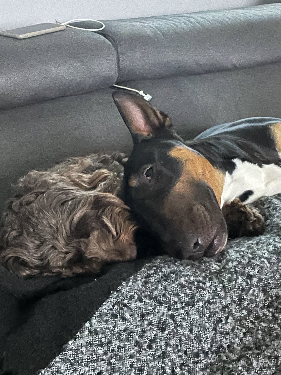 cbrnev's tweet photo. Besties 🐶🐶 https://t.co/24mf0GwAXx