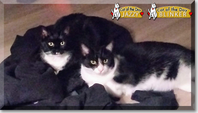 Cat of the Day .com tweet media