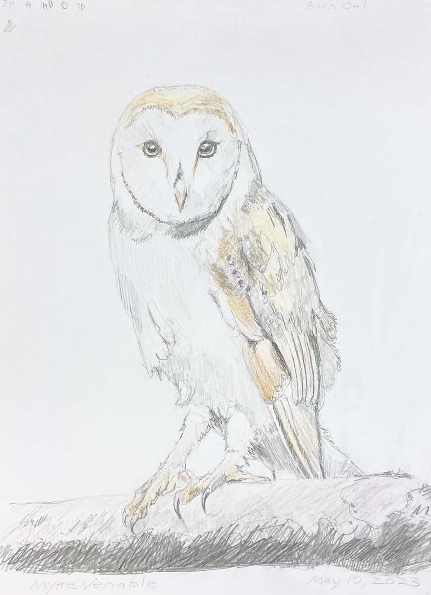 MykeVenable's tweet photo. Owl Study, graphite and color pencil on paper, 14x11 in. https://t.co/qfiMF2MNje
