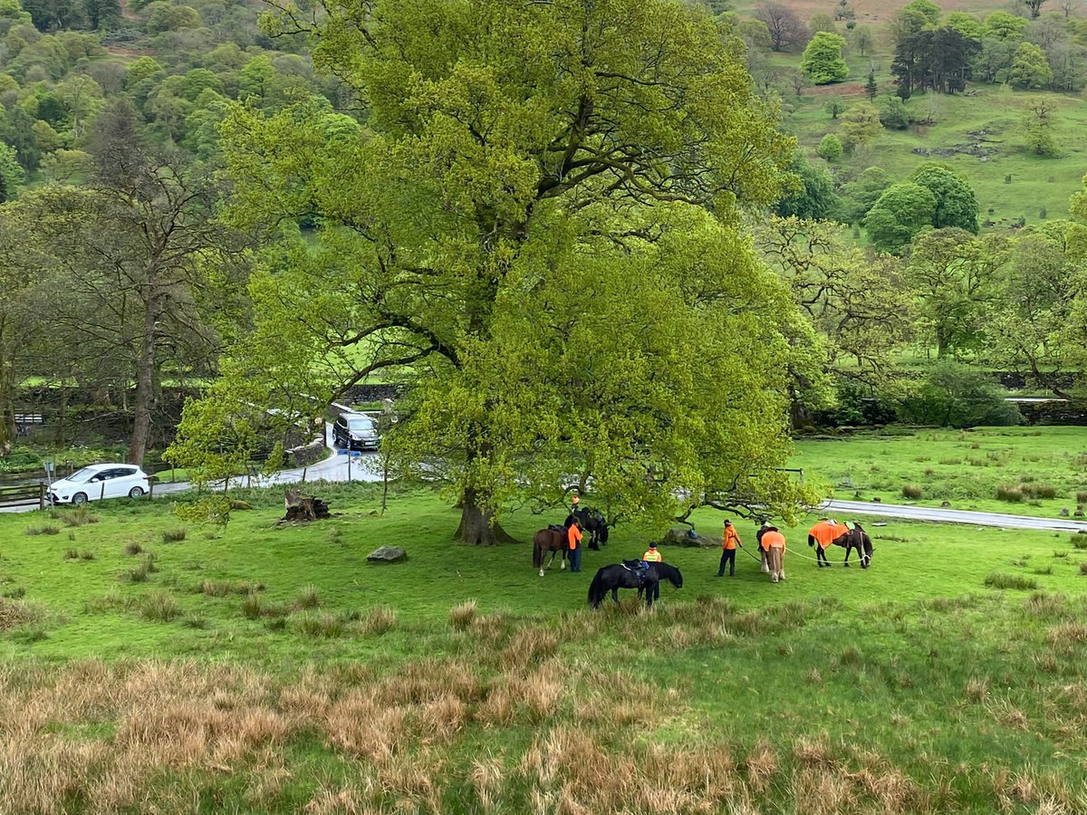 Becoming an annual trip to see the Loughrigg Terrace #bluebells even in the    drizzle the #LakeDistrict looked stunning @LakesCumbria @lakedistrictnpa #horseback #getoutside #OSmaps