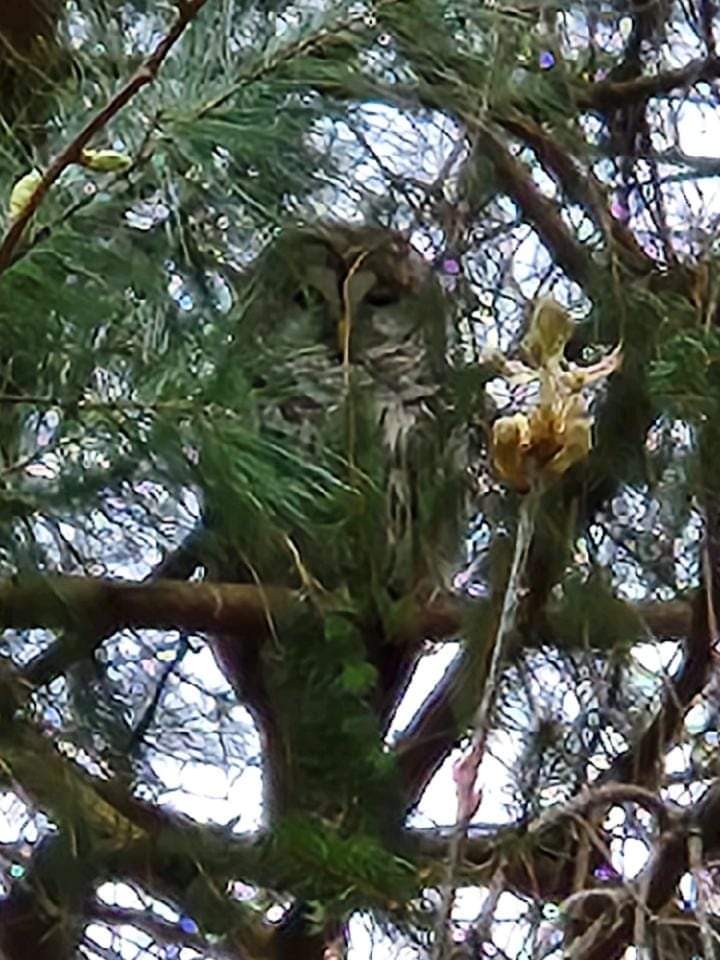 Bean Lefebvre tweet media