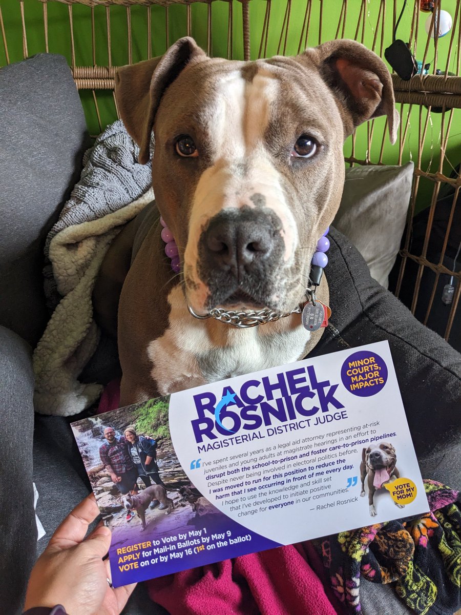 rachel4mdj's tweet photo. Have you gotten our mailer? 💜🐶 (Nuala's famous! Not bad for a rescue dog who came in as a stray.💙)

#rachel4mdj #teamdoourbest #minorcourtsmajorimpacts https://t.co/M2XeboEfcd