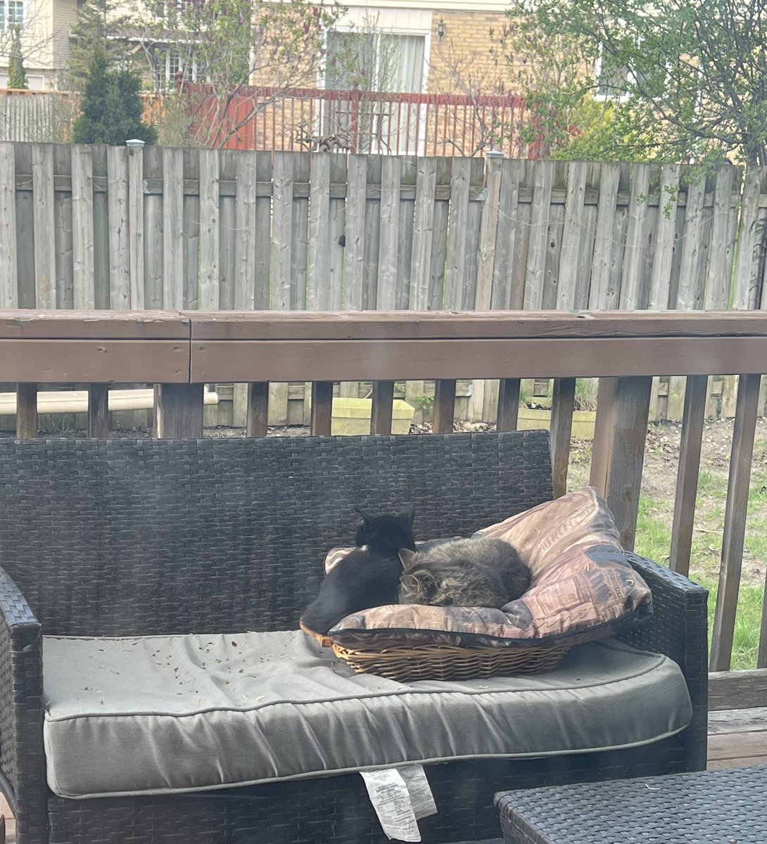 RanaldiChloe's tweet photo. We’ve been taking care of a stray cat for the past week. We brought him to the vet and we’re thinking about keeping him if we can’t find him a home….

But now… he also has a friend. https://t.co/sfgcOxIviZ