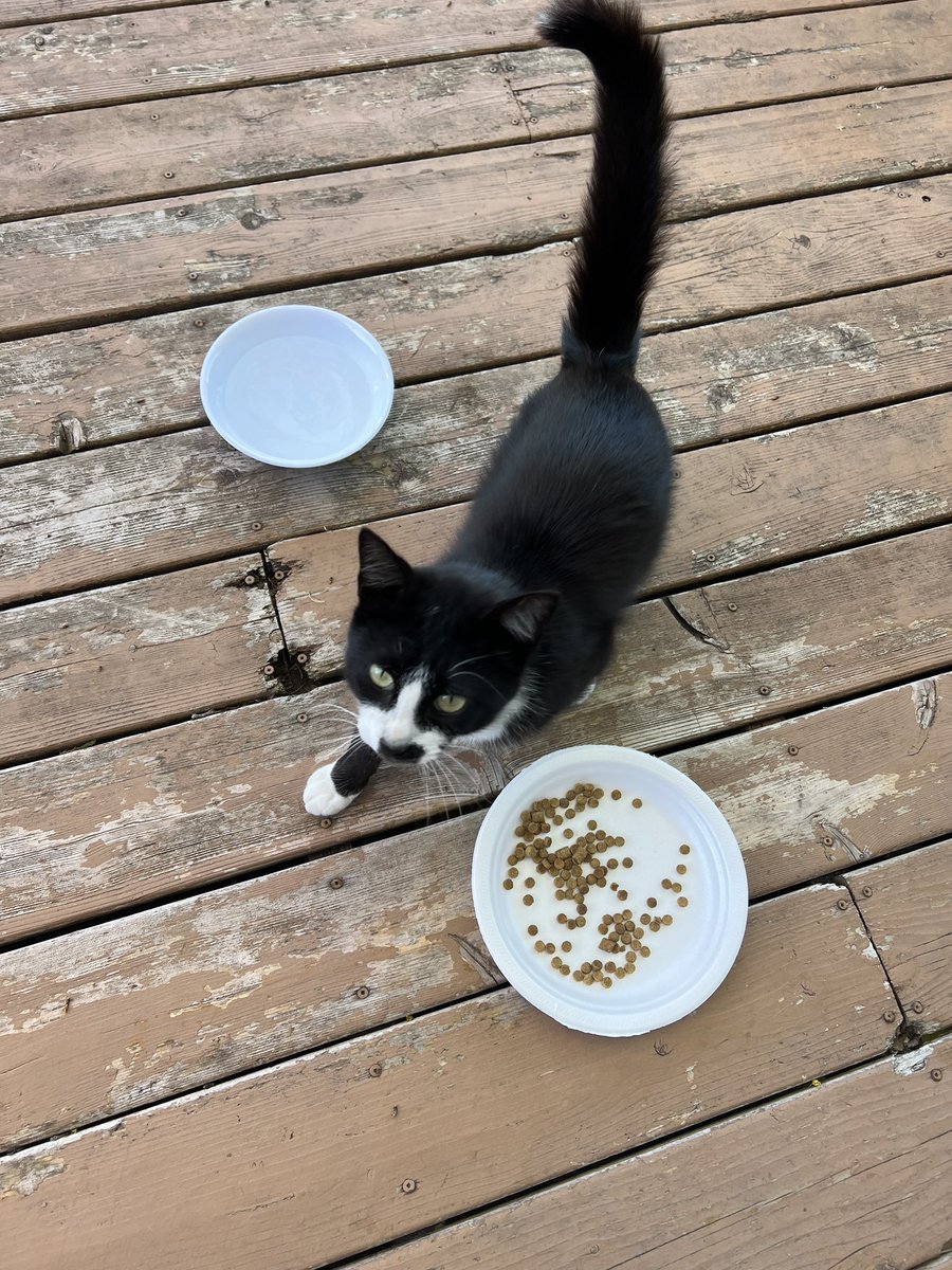 RanaldiChloe's tweet photo. We’ve been taking care of a stray cat for the past week. We brought him to the vet and we’re thinking about keeping him if we can’t find him a home….

But now… he also has a friend. https://t.co/sfgcOxIviZ