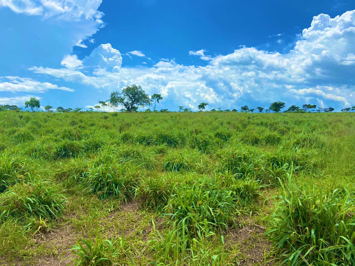 Just plant 1 acre of bracharia, 1 acre of chloris gayana and make money while sleeping.