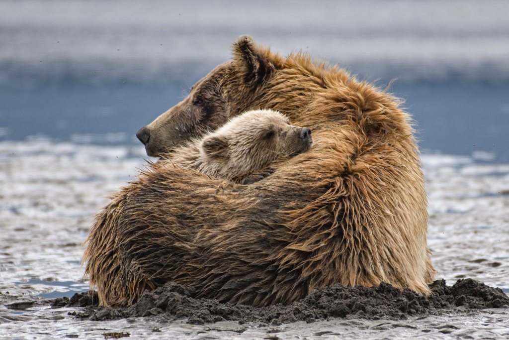 Rony VÉLIZ 🇬🇹🚒🚑📸 on Twitter: "Nothing beats a warm hug from mom! A bear