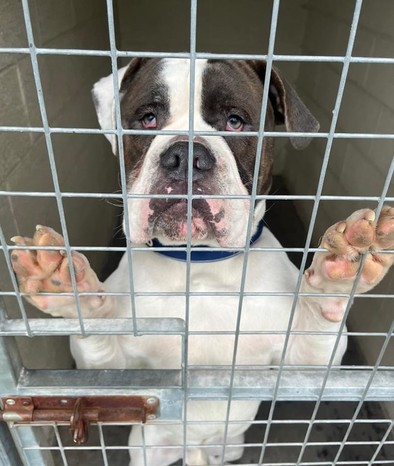 Please retweet to help Crash find a FOSTER or FOREVER HOME #YORKSHIRE #UK 
Poor Crash can't stay in his present foster home. He's super friendly, can live with children and a cat. 
Please share, he is desperate to be in a home 💔  
DETAILS 
facebook.com/HYPSdogs #dogs