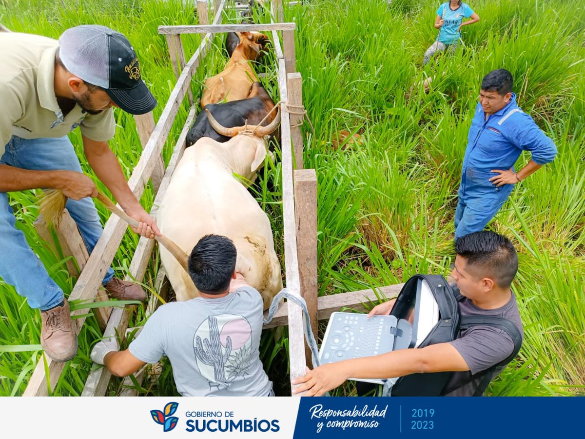 Continuamos a través de CorpoSucumbíos brindando asistencia técnica a pequeños ganaderos de la parroquia El Eno, cantón Lago Agrio con chequeo ginecológico de sus bovinos. #AmadoChávezPrefecto #ResponsabilidadYcompromiso #VivirMejor