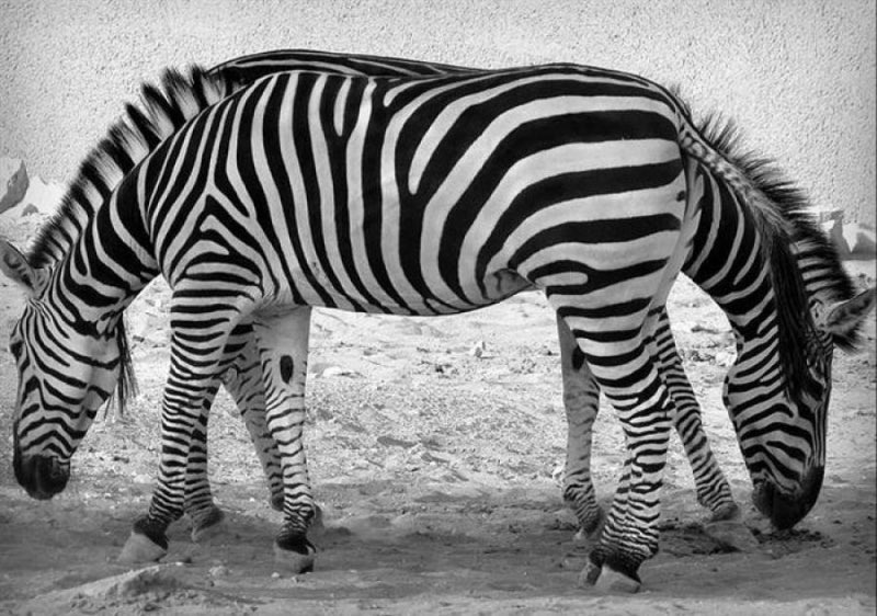 Dominiquepucini's tweet photo. « Les perspectives sont parfois trompeuses. La preuve avec ces deux zèbres, positionnés l’un derrière l’autre, qui donnent l’impression d’avoir à faire à un animal à deux têtes. Le timing de la photo est tellement parfait qu’on y croirait ! » #photo #zebres https://t.co/fgPyqfjUQr