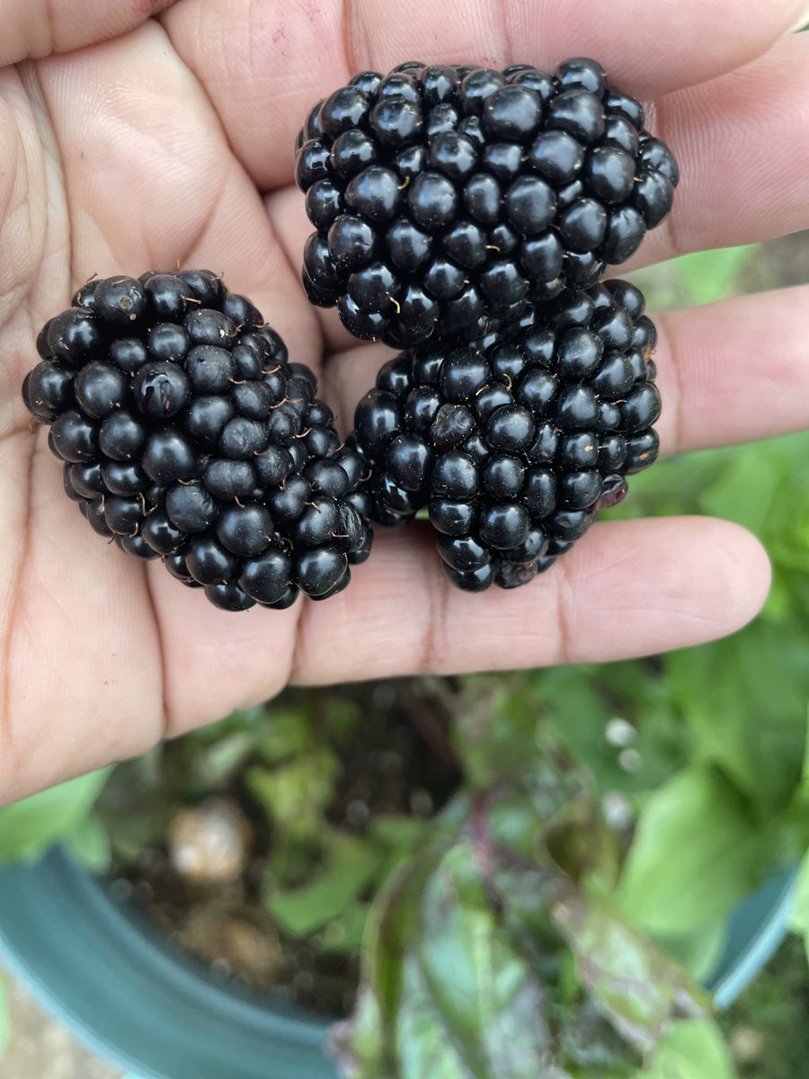 Trying to beat the birds and squirrels to the blackberries. #takethymeout #gardening #harvesttime #growwhatyoueat