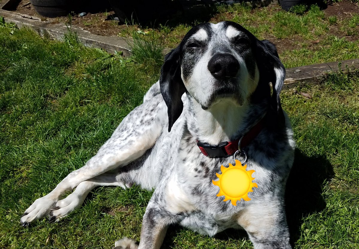 BringWonder's tweet photo. A happy old pup soaking up the sunshine. ❤🐶☀️ #SunsOutDogsOut #DogsofTwitter https://t.co/6Wk3yWK7fa
