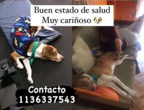diegomancusi's tweet photo. En el gym en el que trabajo encontramos a este crack y lo entramos. Ya lo mandamos al vete y está 0KM. Ahora necesita casa para siempre. Tiene 1 año y es un amor. No tiene nombre pero como es de gym le digo Arnold. Me preguntan x DM o al WA que está ahí. Vamos, no se lo pierdan. https://t.co/pmDiLCT0kj