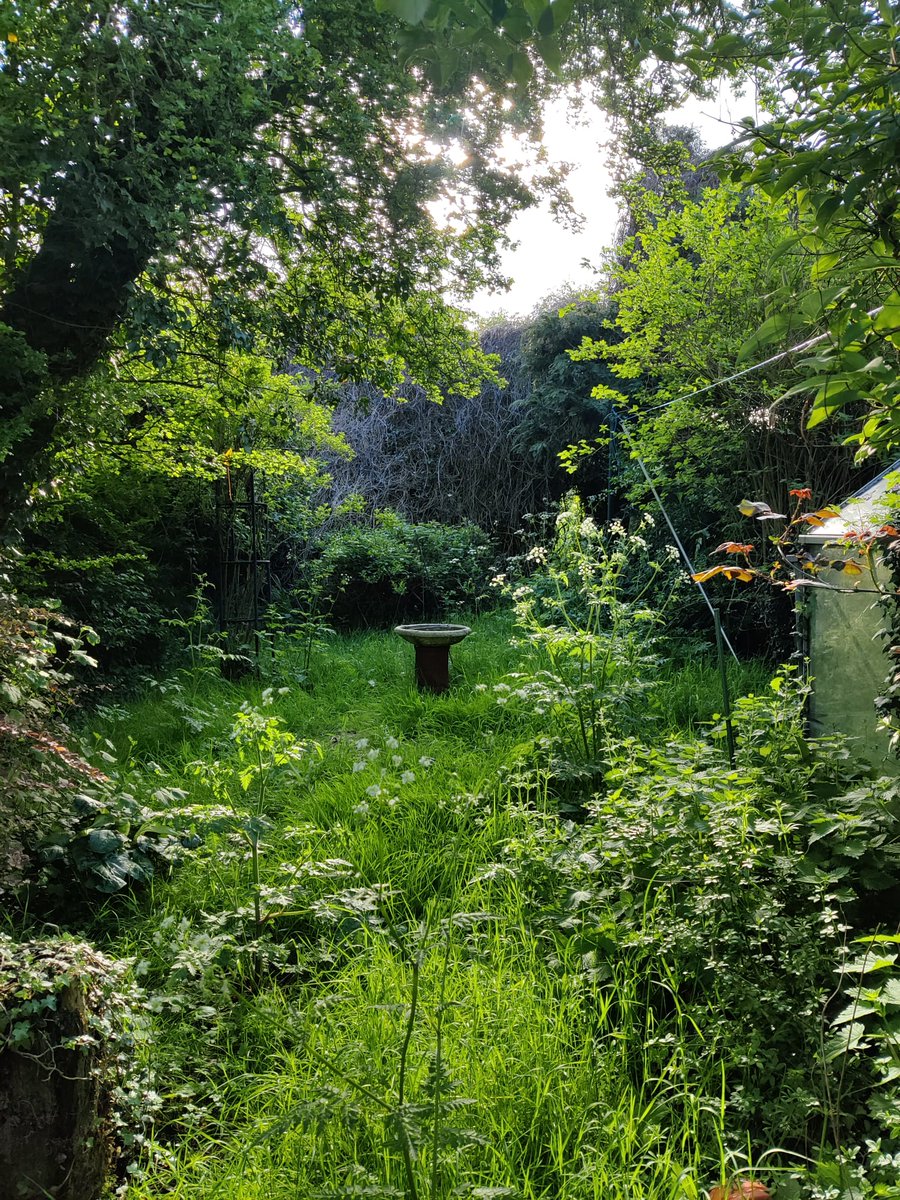 My garden wouldn't win any horticultural prizes but it's my own personal wilderness. The birds and beasts like it too.
It's taken years to get it like this. 😊