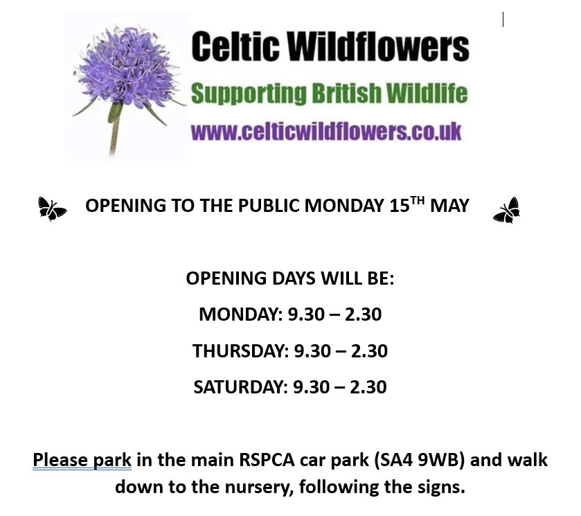 Celtic Wildflowers tweet media