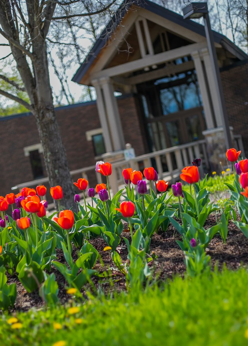 PittBradford's tweet image. Here at Pitt-Bradford, we have been enjoying this beautiful weather we've been having!🌞 
We love to see our buildings dressed up with beautiful tulips across campus. Take a stroll around our campus and enjoy the beauty!🌷
#almostsummer #pittbradford