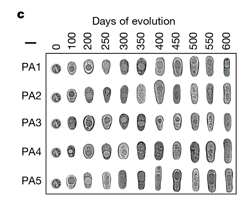 This paper is insane 🤯 for a few reasons. The first being they experimentally evolved a yeast into a multicellular organism. The second is that the review process took longer than the evolution process 🤦🏻‍♂️

nature.com/articles/s4158…