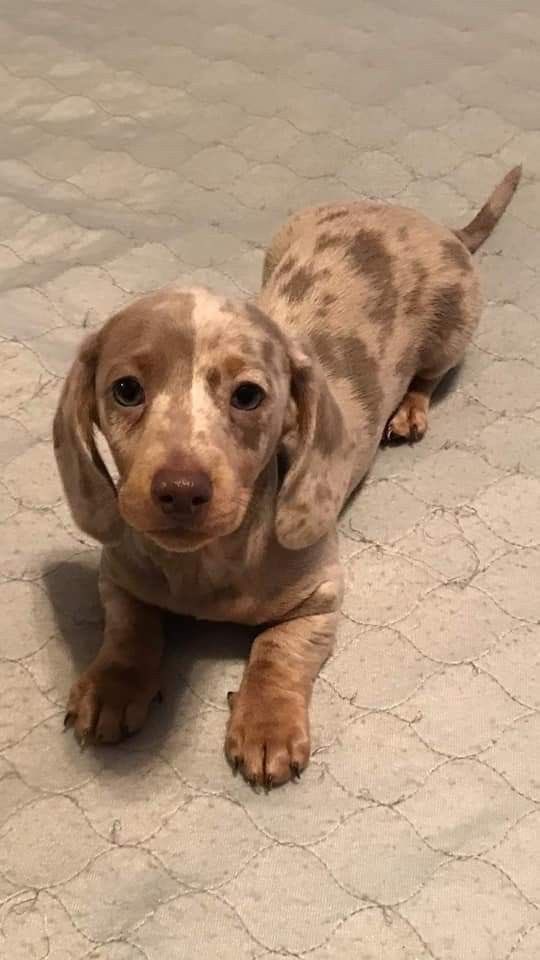 Animalitos para curar la depresión (@animalitostw_) on Twitter photo 