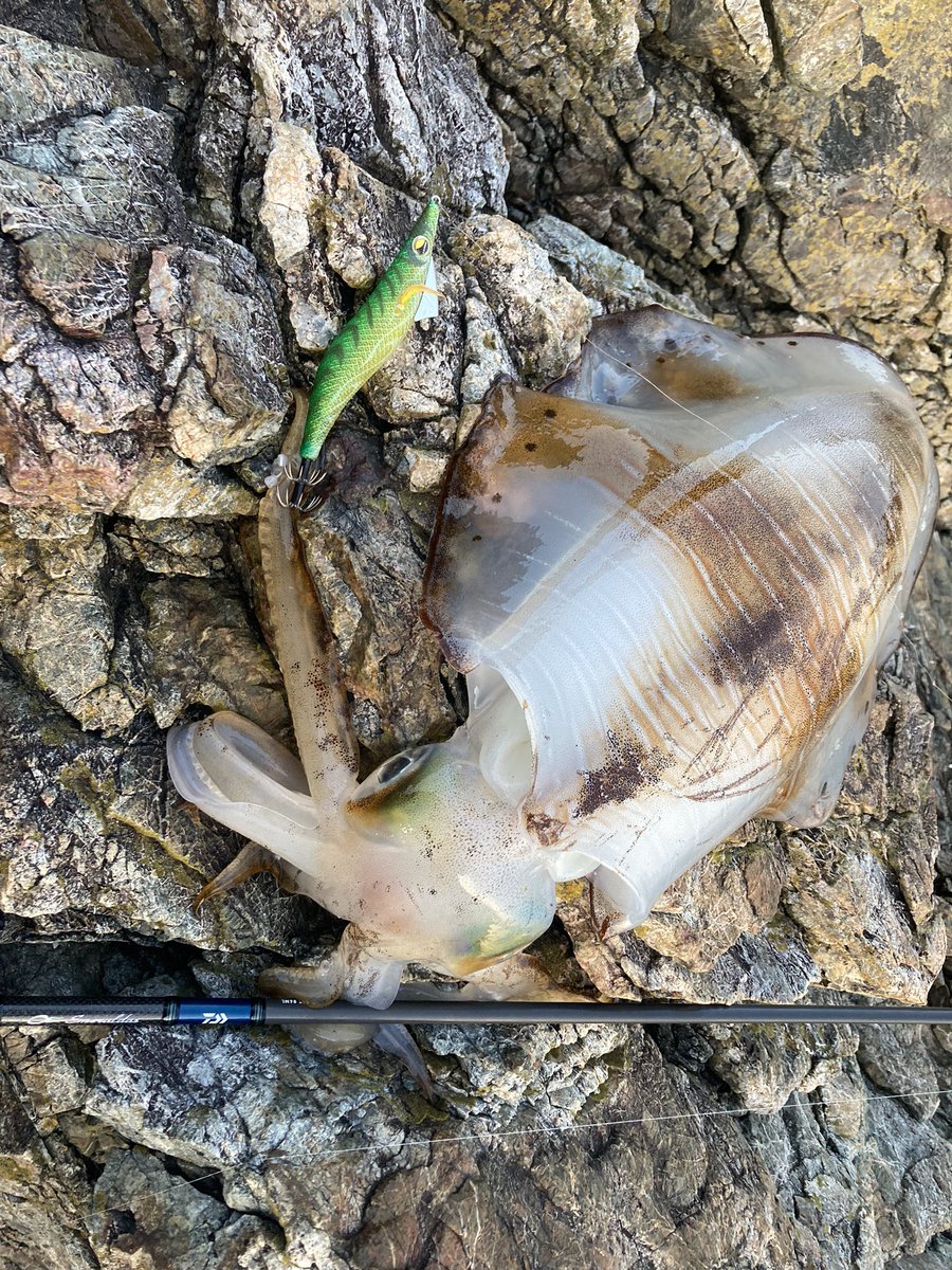 joma_fisher's tweet image. 信じて通っててよかった！
どれだけボウズ食らったやろ🤣
今年の春は2キロoverスタート💪
#LUXXE
#EVOLIDGE
#DEADFALL