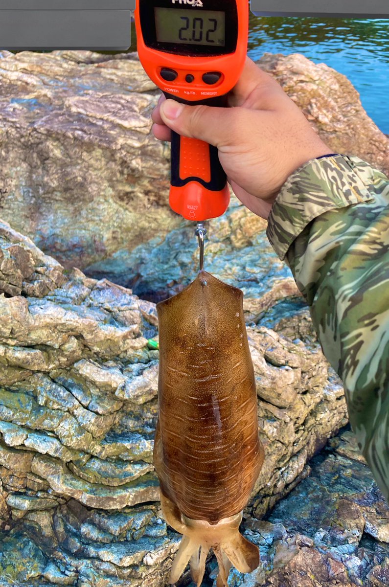 joma_fisher's tweet image. 信じて通っててよかった！
どれだけボウズ食らったやろ🤣
今年の春は2キロoverスタート💪
#LUXXE
#EVOLIDGE
#DEADFALL