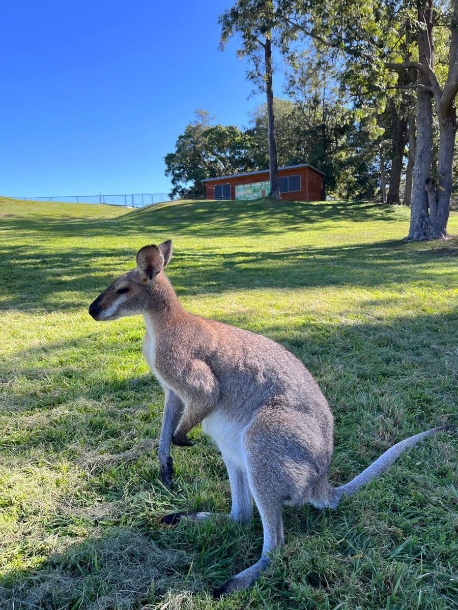 Okay, one last little kangaroo! They are so cute!❤️ #BindiIrwin #ChandlerPowell #BindiandChandler #Marriage #Married #Soulmates #Soulmate #HusbandandWife #Husband #Wife #CrocodileHunterLodge #Kangaroos #Kangaroo #KangarooMob #RedKangaroos #RedKangaroo