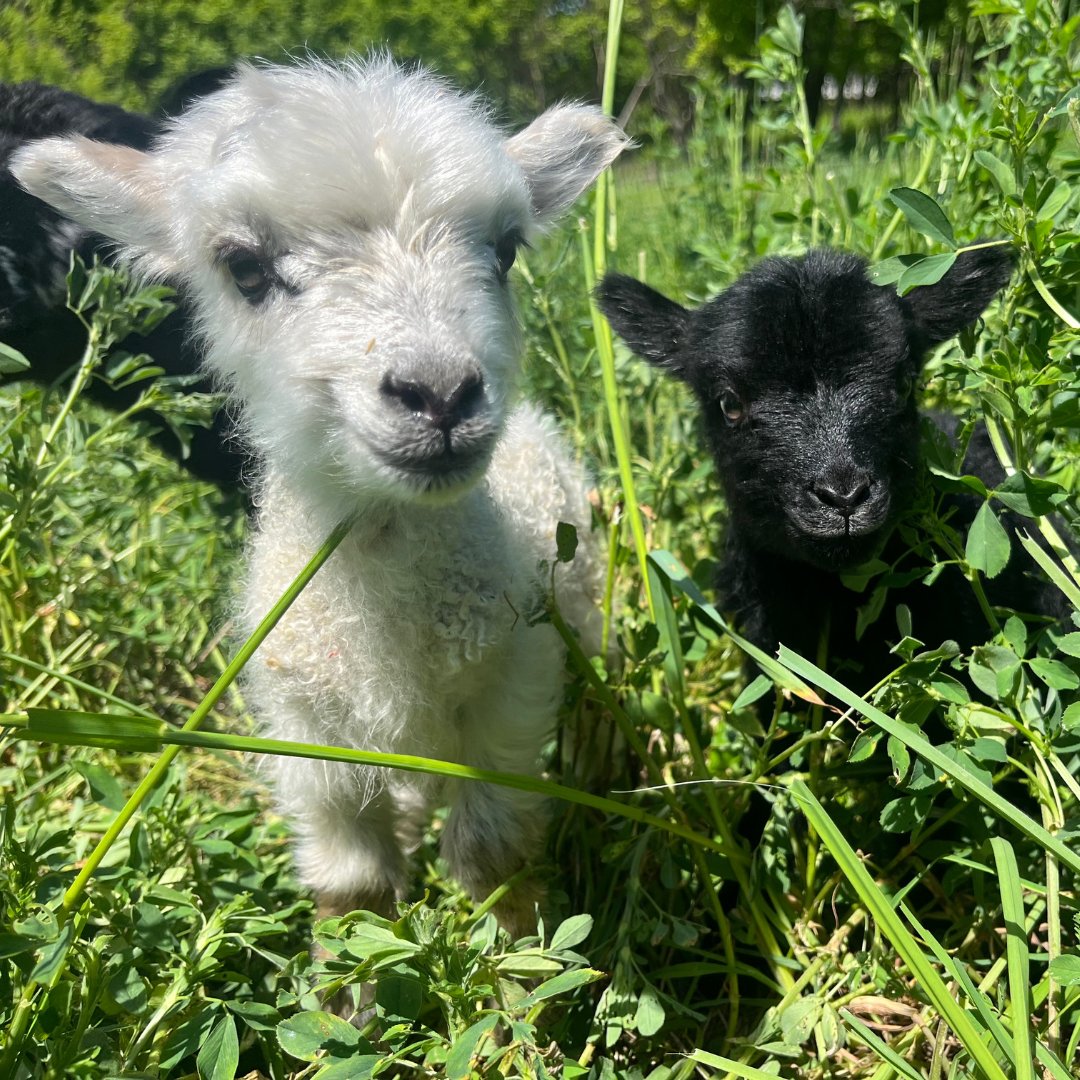 Pasa Sustainable Agriculture tweet media