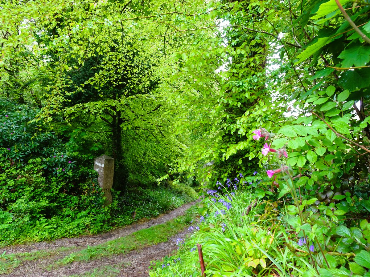 There's something alluring about mysterious country lanes.🌳🌿💚

#countrylanes #verdant #wildflowers #redcampion #bluebells #trees #countryside #cornwall