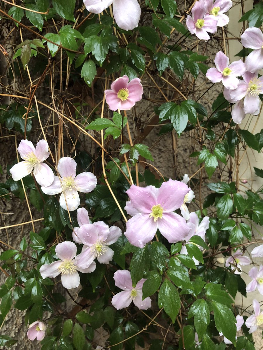 christina4hope's tweet image. I planted this many years ago in our yard. It flowers once a year. #JoyInSpring