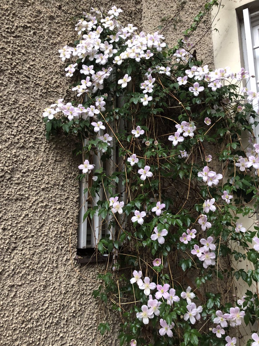 christina4hope's tweet image. I planted this many years ago in our yard. It flowers once a year. #JoyInSpring