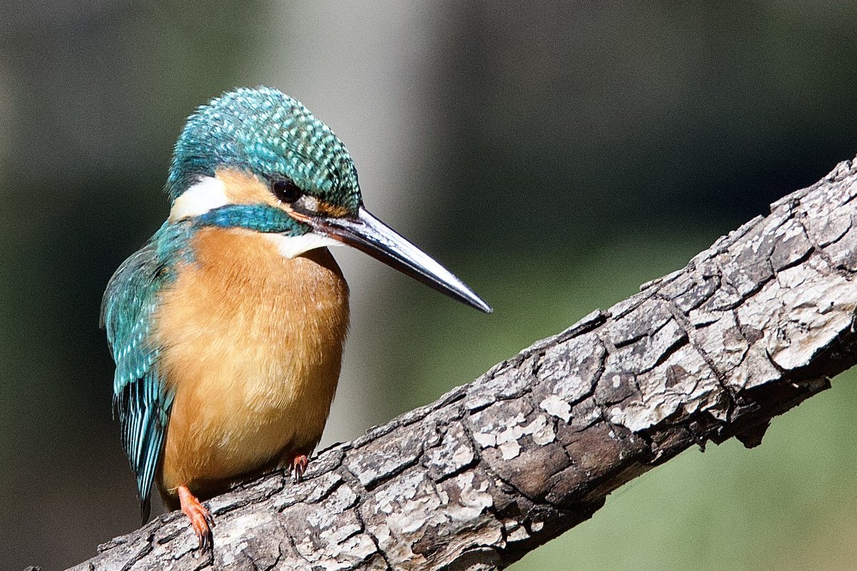 久しぶりにカワセミちゃん
最近ホームに姿を見せてくれない🥲
#kingfisher
#eosr7
#my_eos_photo
#canonphotography
#bird_photography
#best_birds_of_world
#best_birdring_Japan
#Japan_nature_photo
#best_birds_of_ig