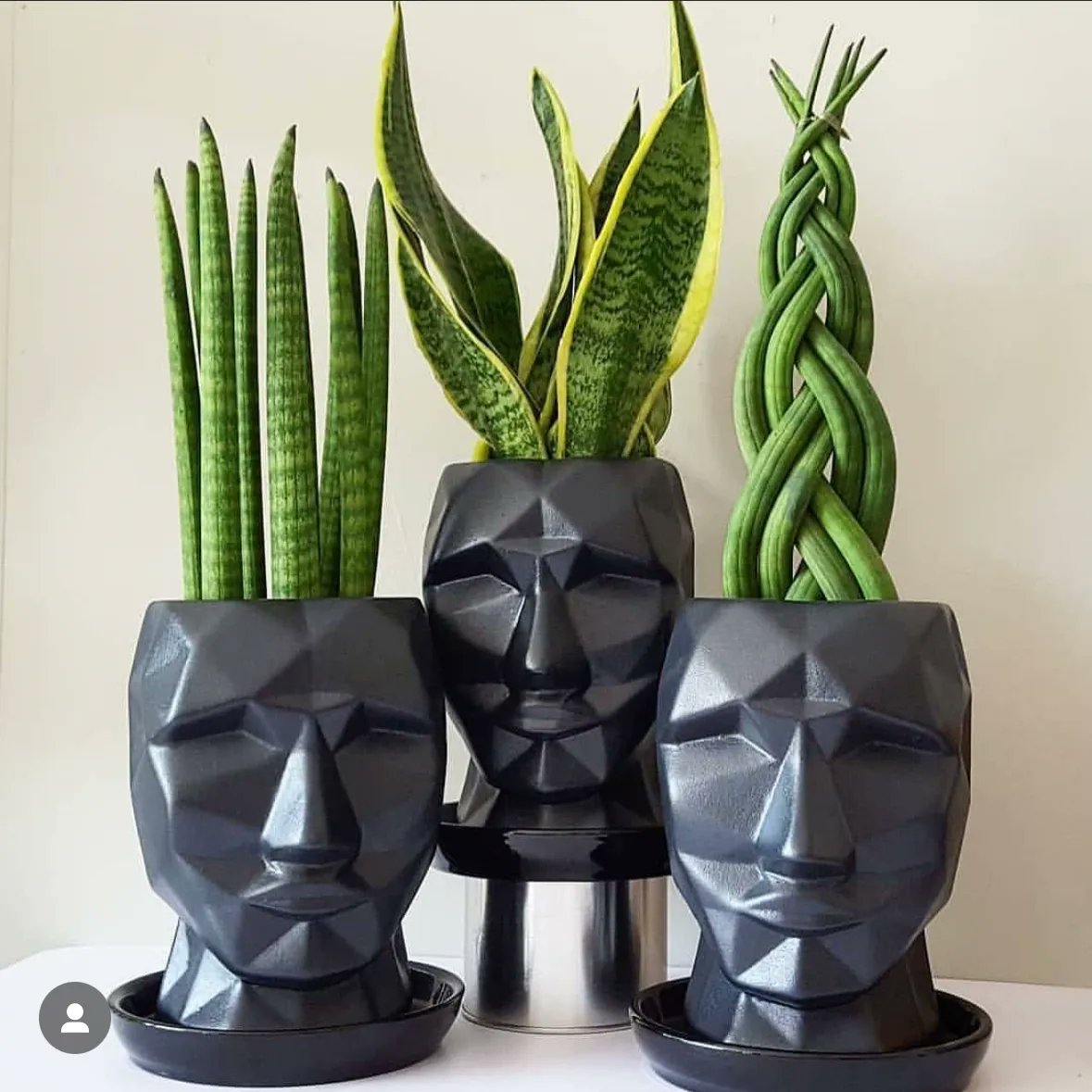 pottedplantsorg's tweet photo. We saw you across the nursery and really dig your vibe 😆 

📸  IG magical plants https://t.co/sOFooVyTCJ