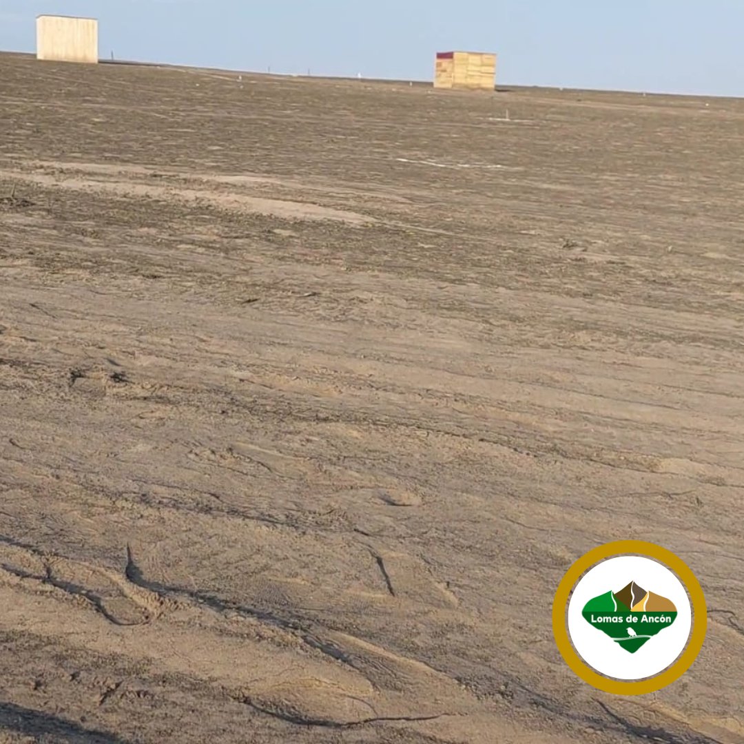 AsociacionAncon's tweet photo. Desde Lomas de Ancón informamos y denunciamos la reciente invasión informal en el ámbito del Área de Conservación Regional Sistema de Lomas de #Lima en #LomasdeAncón, imágenes que han sido captadas entre abril y mayo. 1/4 https://t.co/GxuiYskbBv