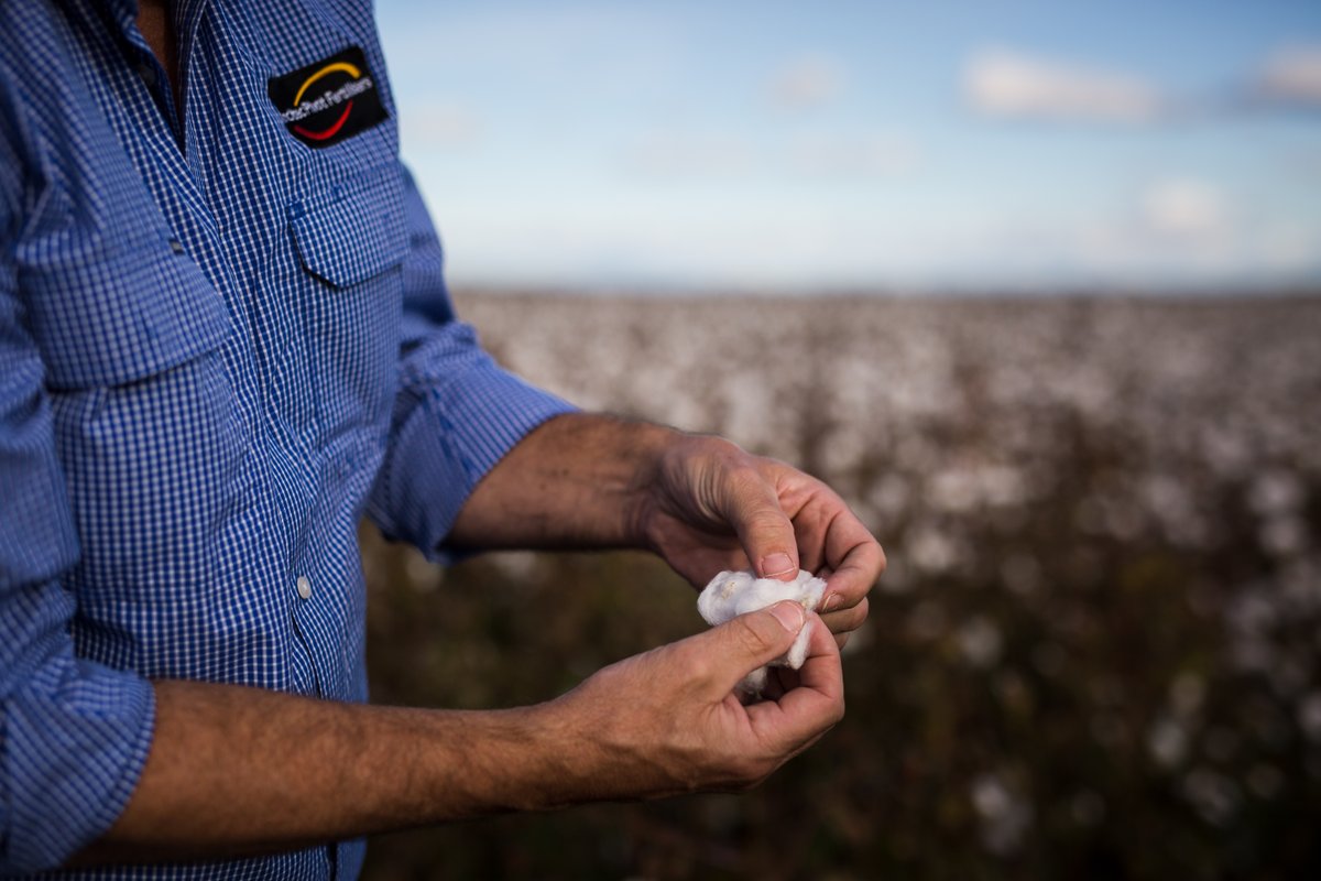 Check out @IPFertilisers agronomist Bede O’Mara’s insight on efficient strategies for high-yielding cotton. How to avoid inadequate crop nutrition and factors that affect cotton's ability to take up nitrogen.
bit.ly/soilhealthfocu…
#cottonfarming #soilhealth
