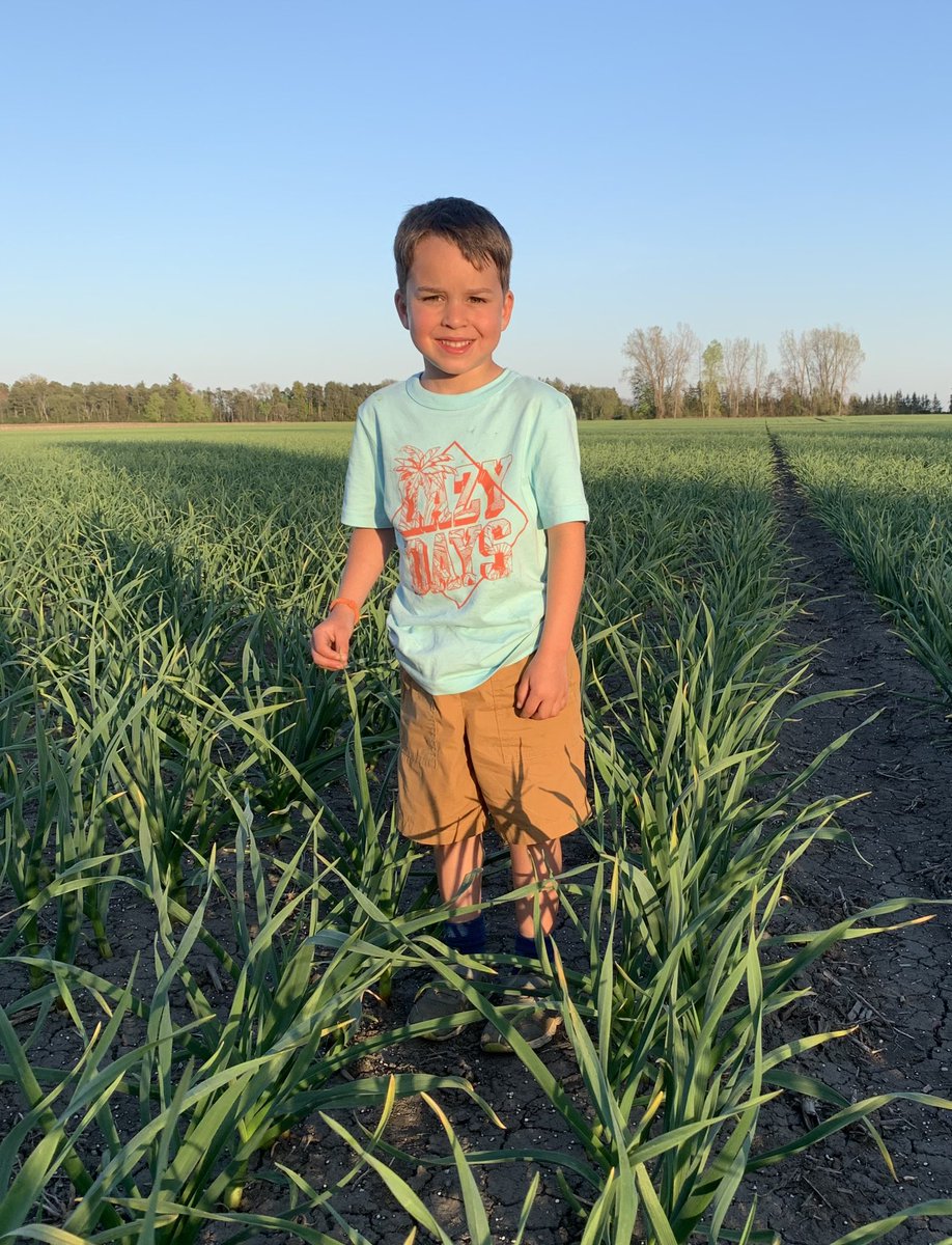 May 10 2023 near waist high - nothing can stop us now - Great Lakes Ontario Garlic #ontag #ail #ajo