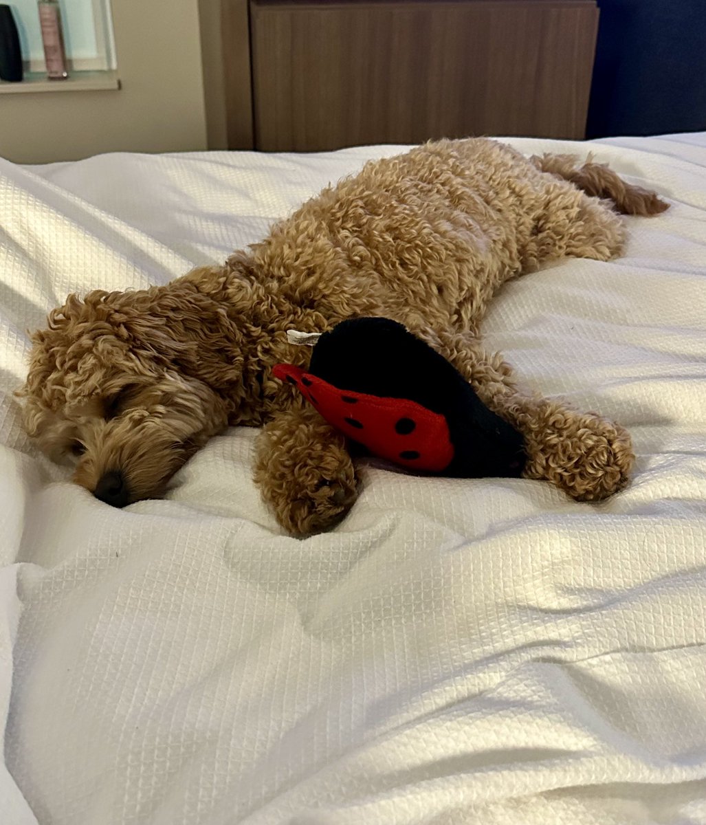 SEC Tournament is hard.  10 out of 10 recommend to bring your lady bug to sleep with. #SECSB