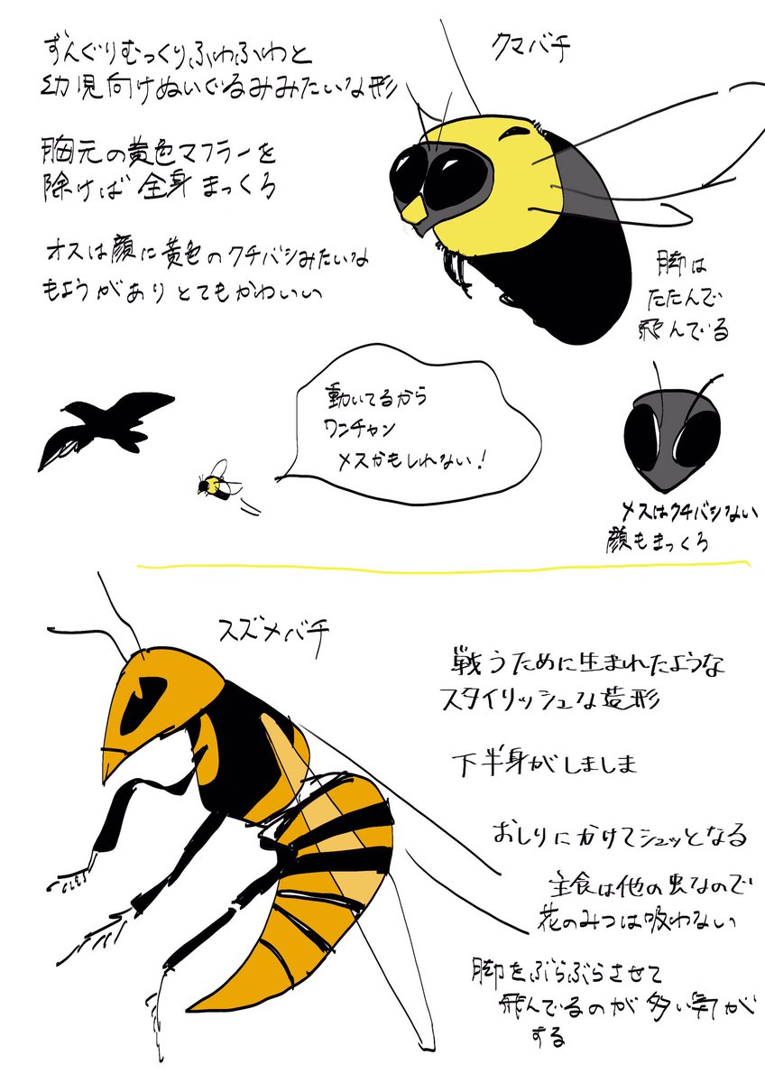 クマバチとスズメバチの見分けがつかないという引用をよく見たのでざっくりと違いを描いた 素人なので多少違ってても大目に見てください