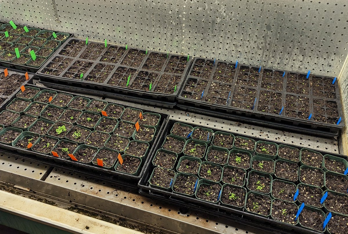 Seedlings will never stop being adorable. It feels great to finally plant these lines and see my research moving forward ❤️