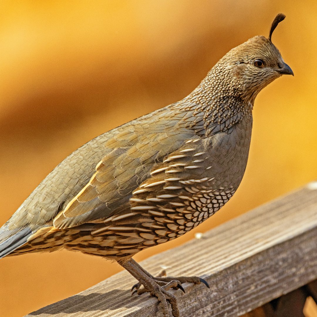 Did you know that quail are one of the most sustainable sources of protein? 🦆🌿 These amazing birds require minimal space and feed, and their eggs and meat are delicious and highly nutritious.  

#HatchingTime #SustainableLiving #HomesteadingLife