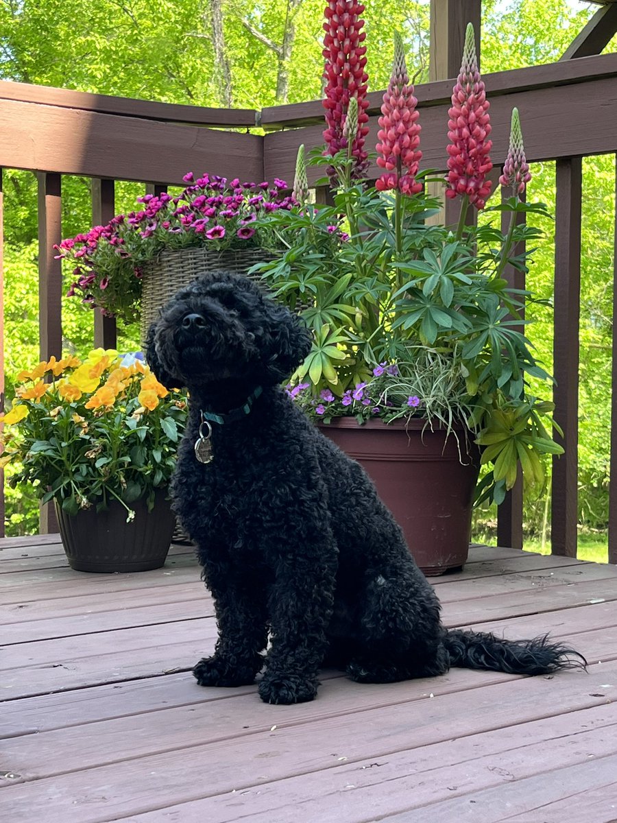 LPerlow's tweet photo. Spring is in the air. 🌺☀️🐾 #MeetMilo #MiloTheMiniPoodle #mommasboy💙 #PetsofNSPRA https://t.co/fHcCSGxvWE