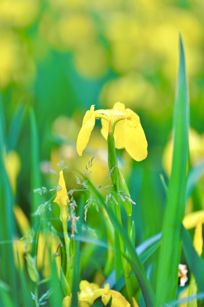 おはよう御座います♪
黄菖蒲（きしょうぶ）がなんとも
初夏の雰囲気です
今日ヨロです´`*

#イマソラ
#キリトリセカイ
#写真好きな人と繋がりたい
#写真で伝えたい私の世界
#lovehyogo 
#tabigocoro
#グッとくるひょうご
#ひょうごイーブックス百景
#1x_japan
#team_jp
#日岡山公園