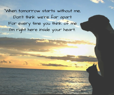 Lpowell588Lady's tweet photo. @STheboatdog @lizandairedales i am terribly sorry for your hurting hearts. i hope this provides some comfort.
#ItsNotGoodbye #UntilWeMeetAgain #ForeverInOurHearts #LoveNeverDies #ANewStarInTheSky #AngelsWatching https://t.co/xKuHildaKp