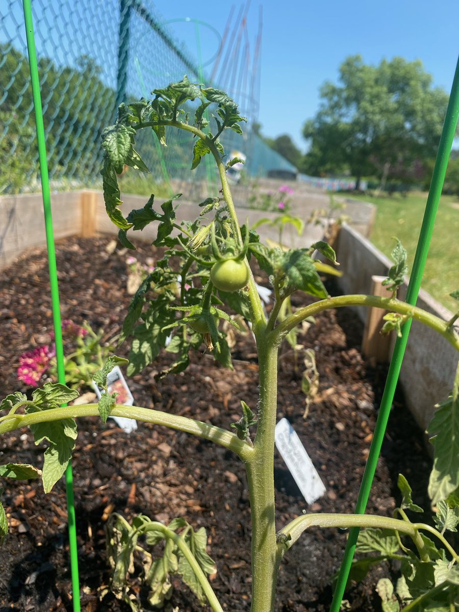 We have a tomato, y’all! 🍅So thankful for <a href="/HeritageFFA/">Heritage HS FFA</a> and all their help. This wouldn’t be possible without them. <a href="/sanfordcreek/">SanfordCreek ES</a>