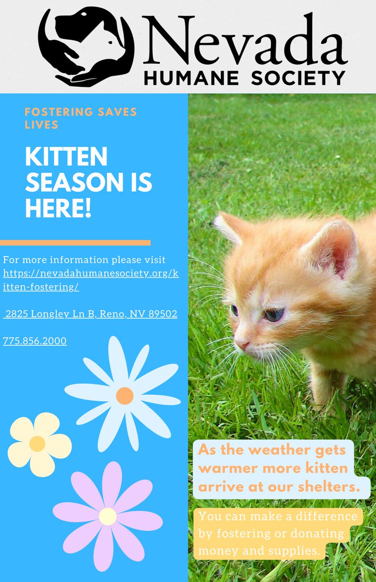 the_watch_kat's tweet photo. In my media writing class I learned how to make press releases. For practice I made a flyer about the Nevada Humane Society.  

The NHS is doing good work to protect the #animals :). If anyone in #rsj108 is looking for a kitten now it the perfect time to adopt! https://t.co/BvyPOuUDpO