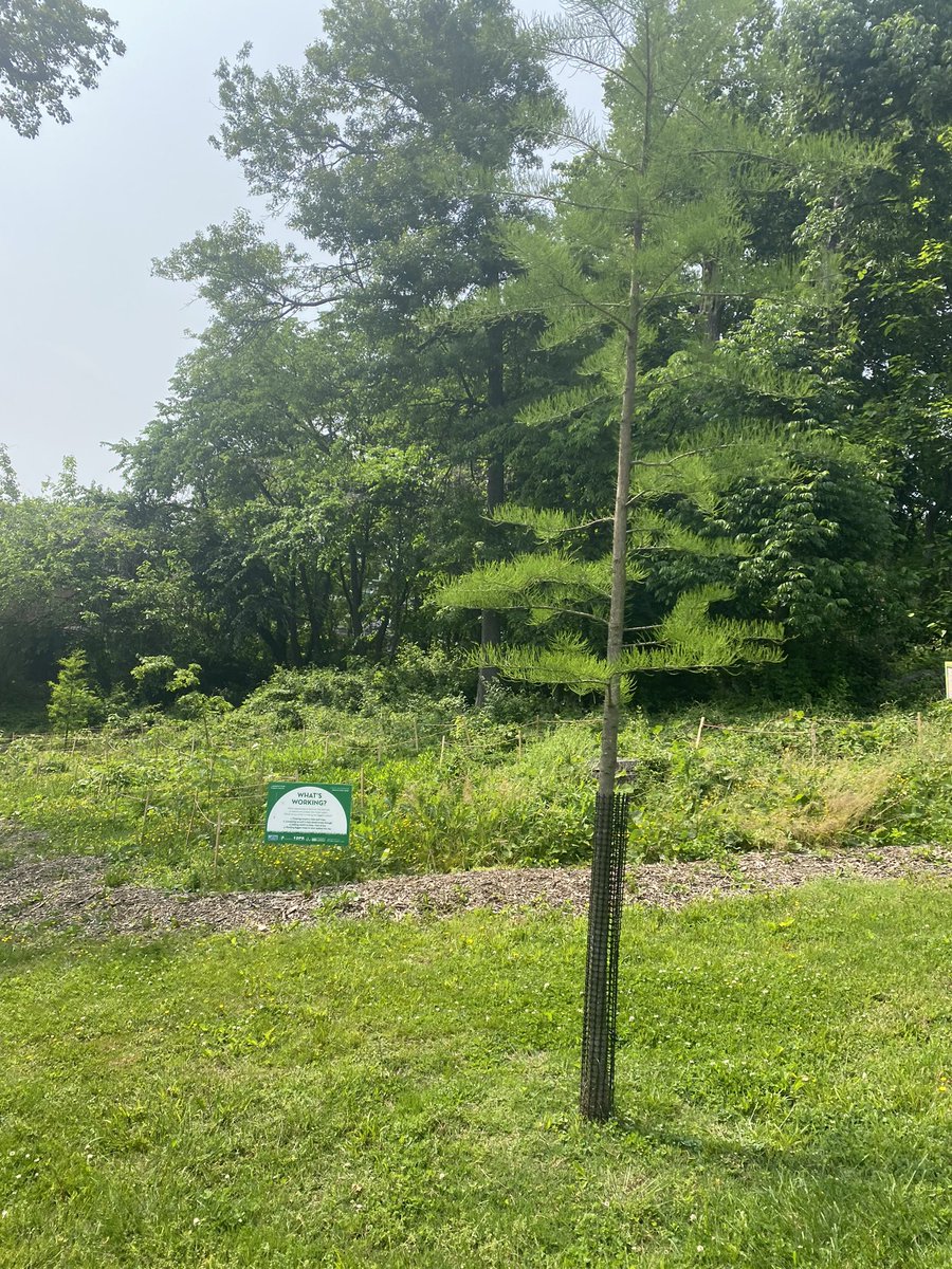 The Squad attended the @doee_dc Watershed Partners meeting today at #LangdonPark in #Ward5 to hear about their partnership with @caseytrees & @dcdpr to restore the tree canopy & increase forested areas. We listen/learn, then create programs that activate the #CityAsTheClassroom.