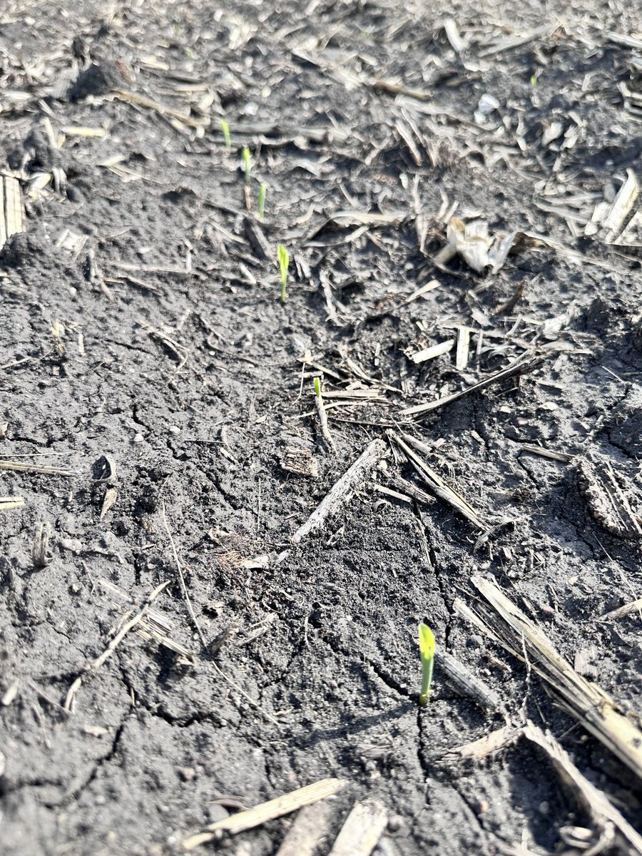 Corn planted April12 decided to come out and play today. Stand looks great so far!