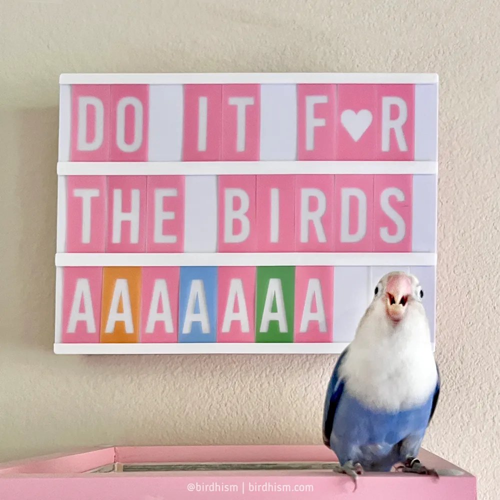 birdhism's tweet photo. Look at that face. How could you not? 
#BirdTwitter https://t.co/yAprg2rfen