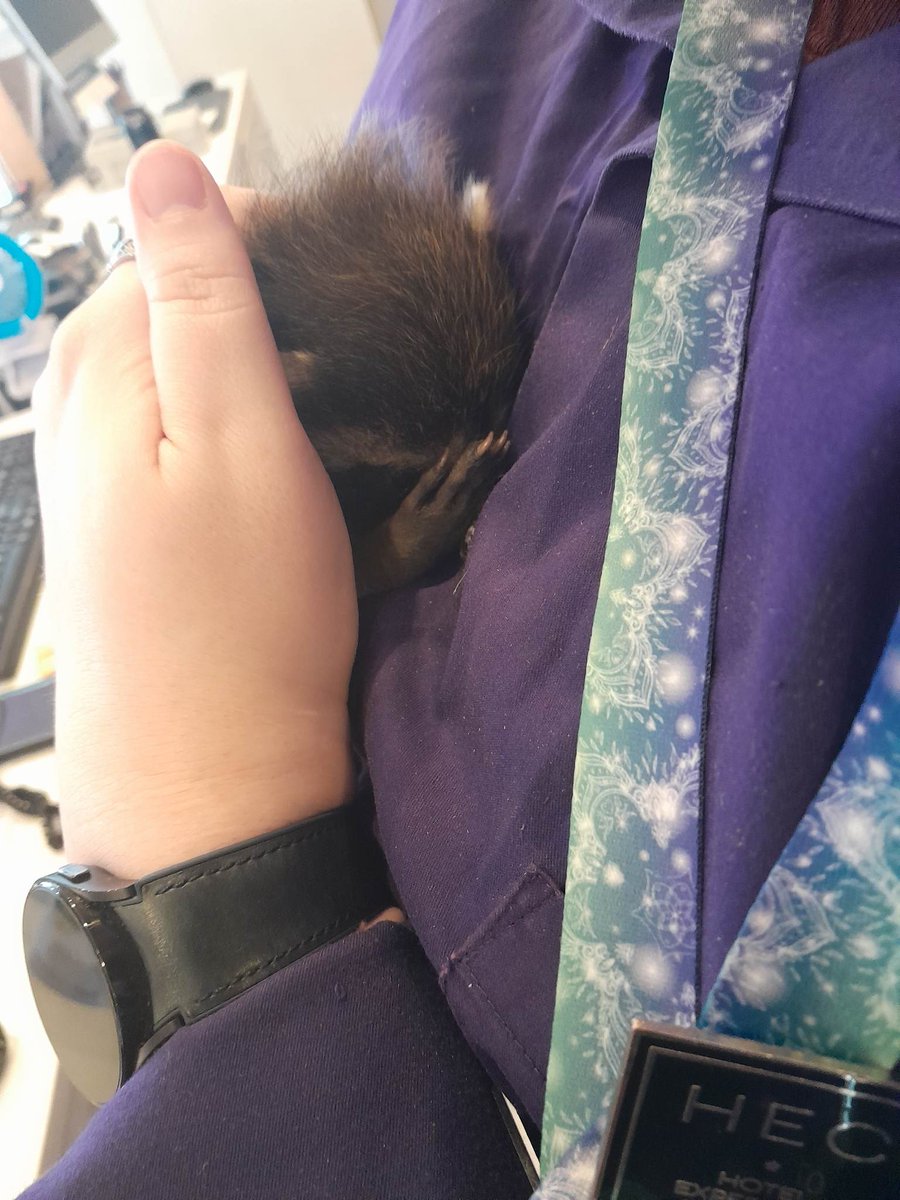 WriterJackieS's tweet photo. More baby raccoon love https://t.co/w1rPdkDs0E
