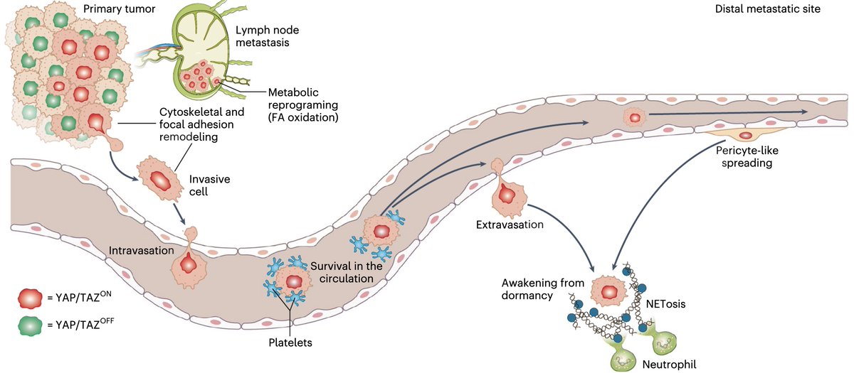 YAP/TAZ can be a trigger in “marine mines” laid by tumors to create delayed metastasis.  This is but one of many cancer mechanisms involving YAP/TAZ (a central component of Hippo pathway) reviewed by Piccolo et al. in YAP/TAZ as master regulators in cancer, Nature Cancer, Dec